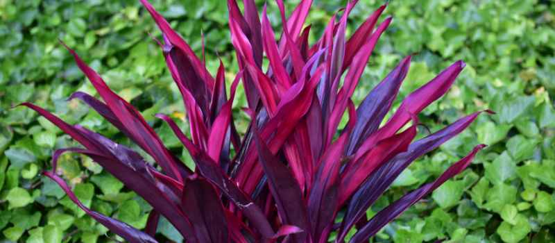 Hawaiian Ti Plant Tips for Palm Coast Landscapes and Garden