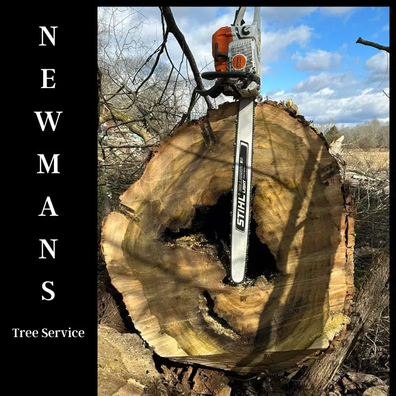 oak tree removal newmans