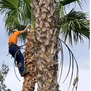 Tree Services